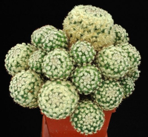 Mammillaria_eichlamii